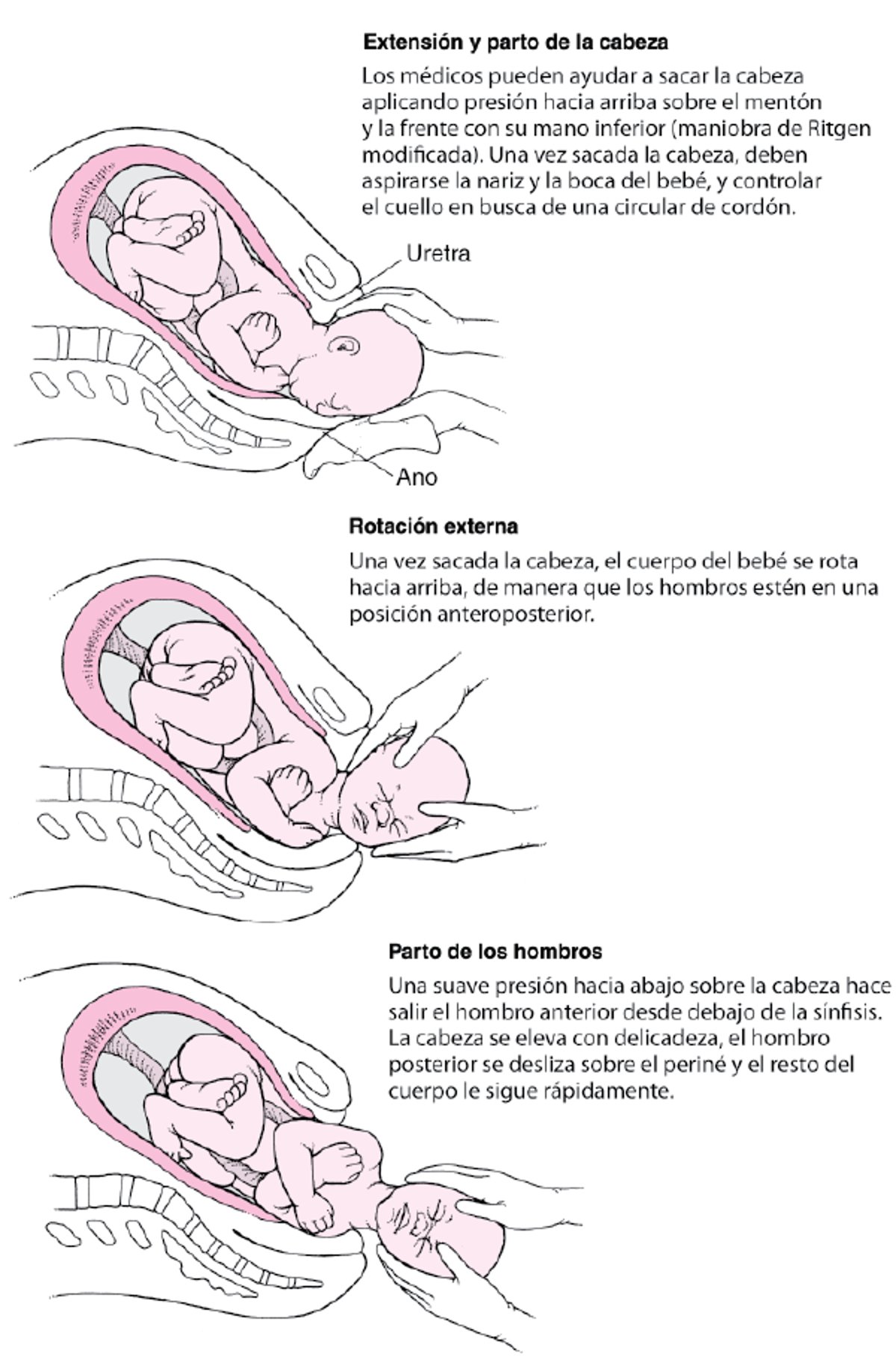 Secuencia de eventos en el parto para las presentaciones de vértice
