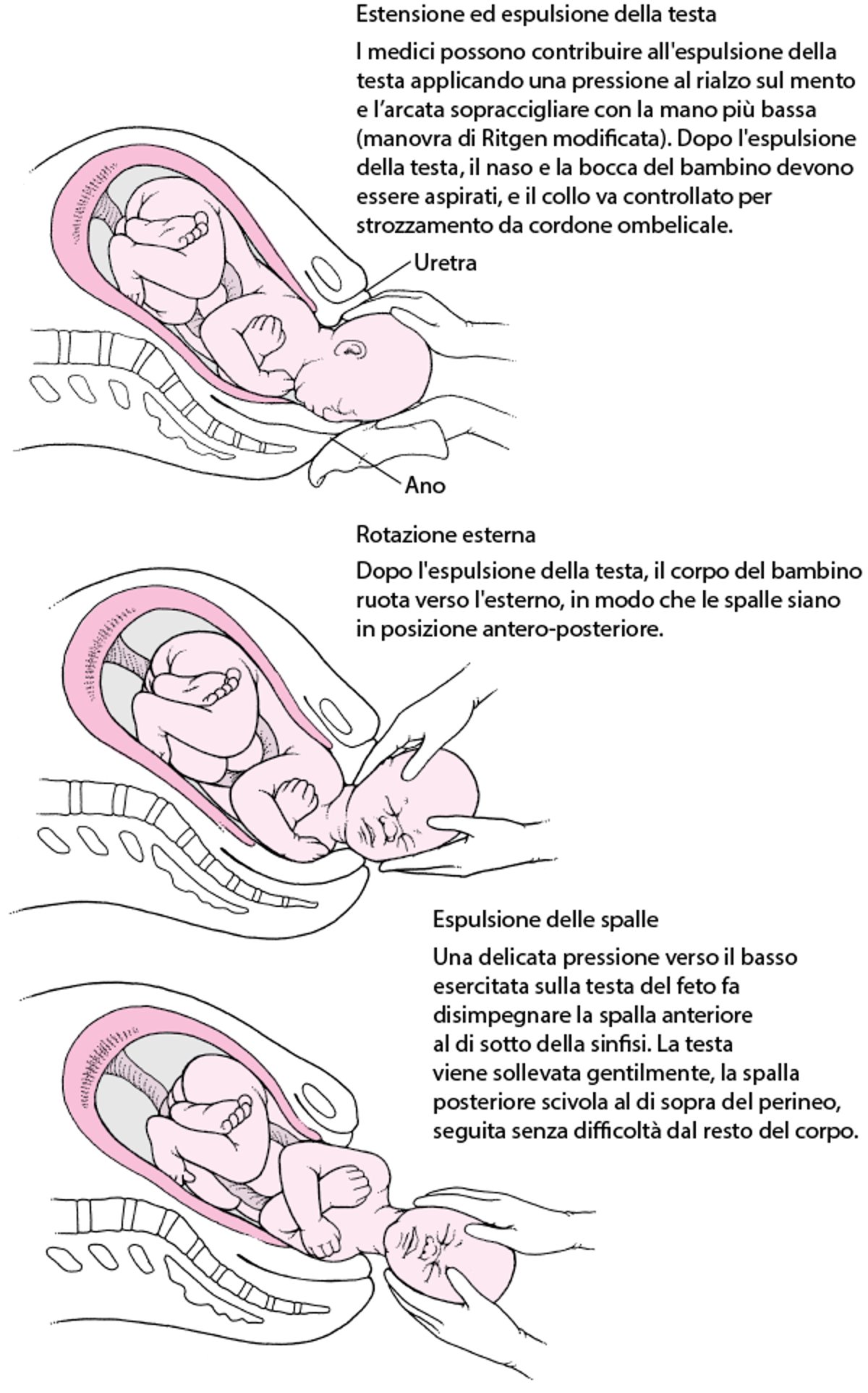 Sequenza di eventi del parto per le presentazioni di vertice