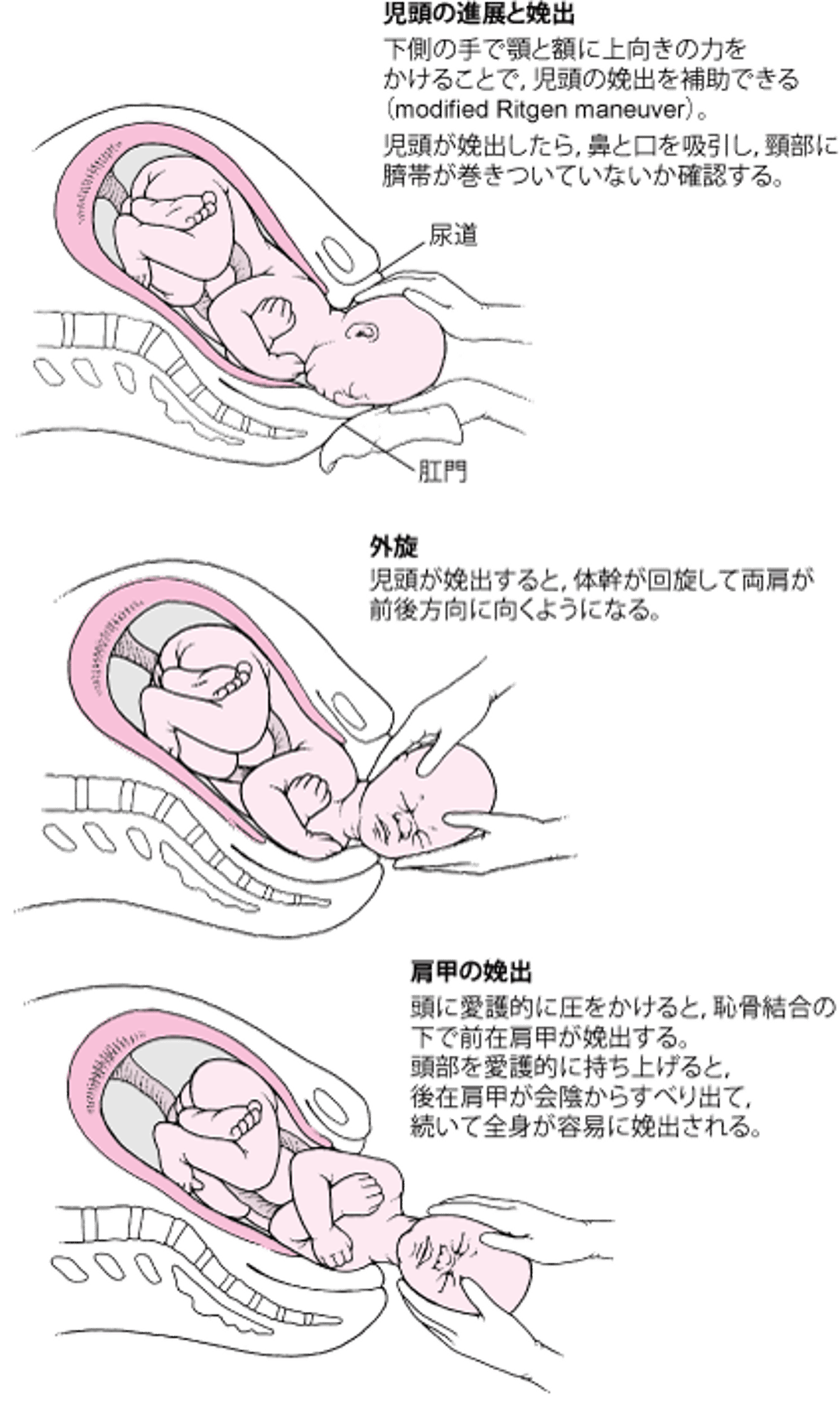 頭位分娩の一連の流れ