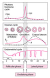 Normal Menstrual Cycle
