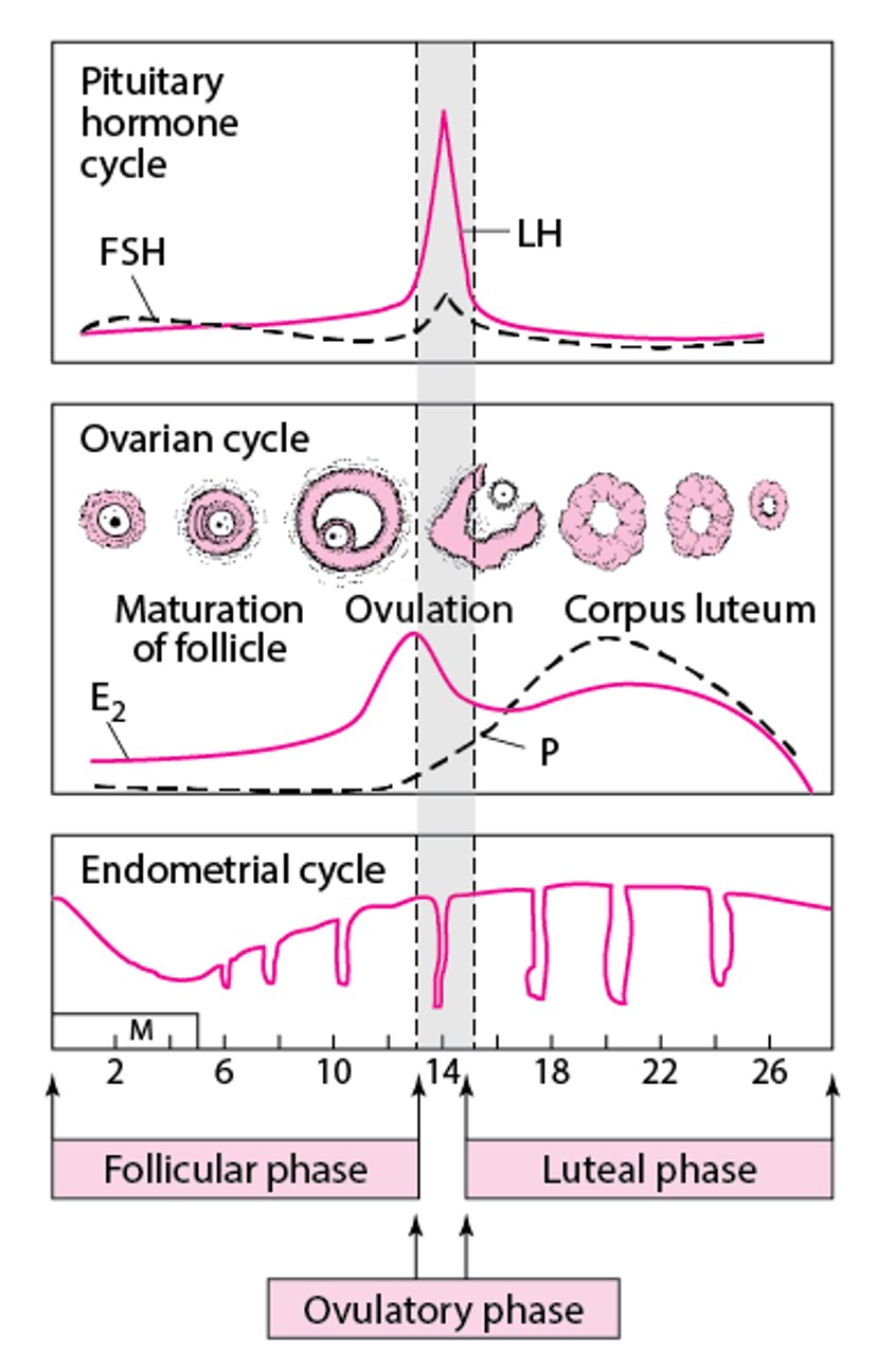 Normal Menstrual Cycle