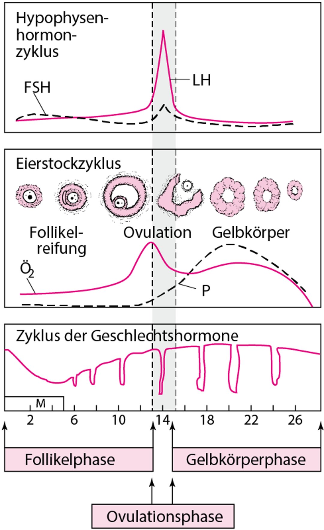 Normale Menstruationszyklus