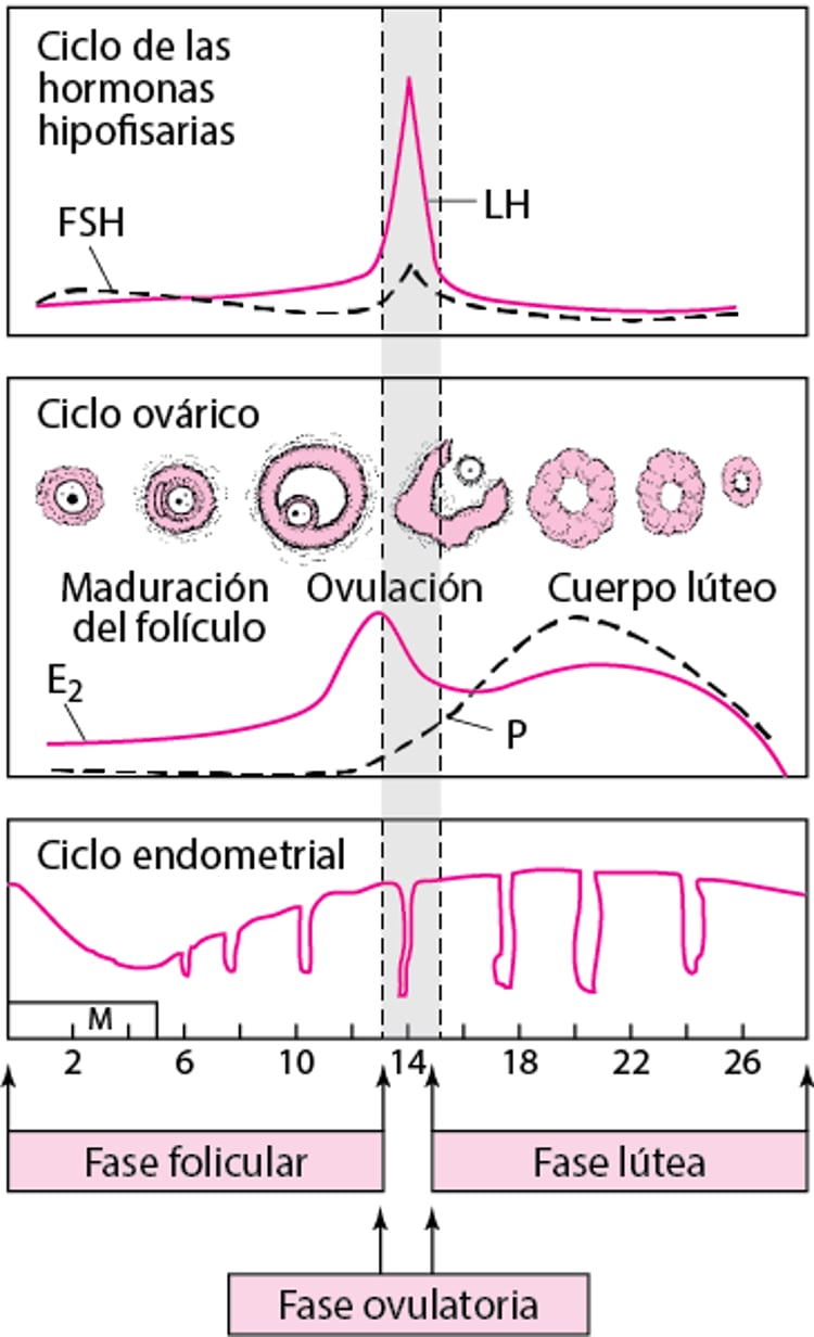 Ciclo menstrual normal