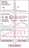 Cycle menstruel normal