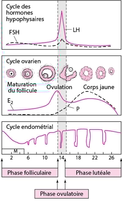 Cycle menstruel normal
