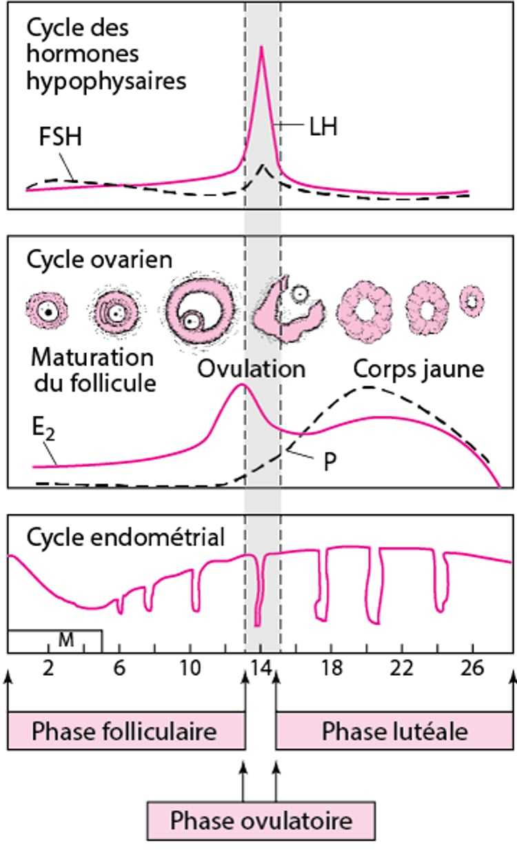 Cycle menstruel normal