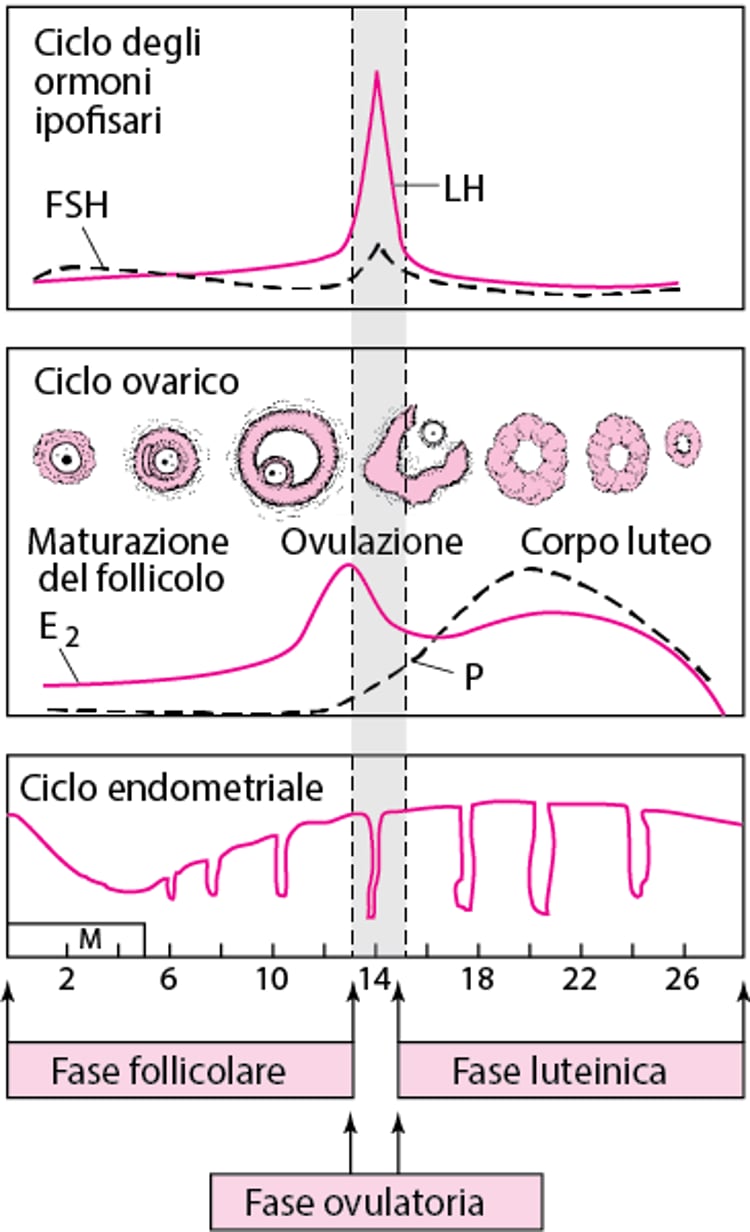 Ciclo mestruale normale