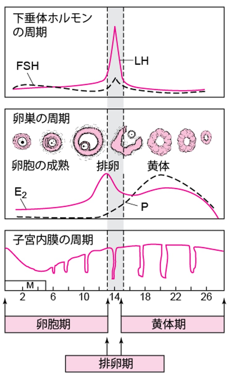 正常な月経周期