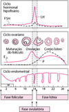 Ciclo menstrual normal