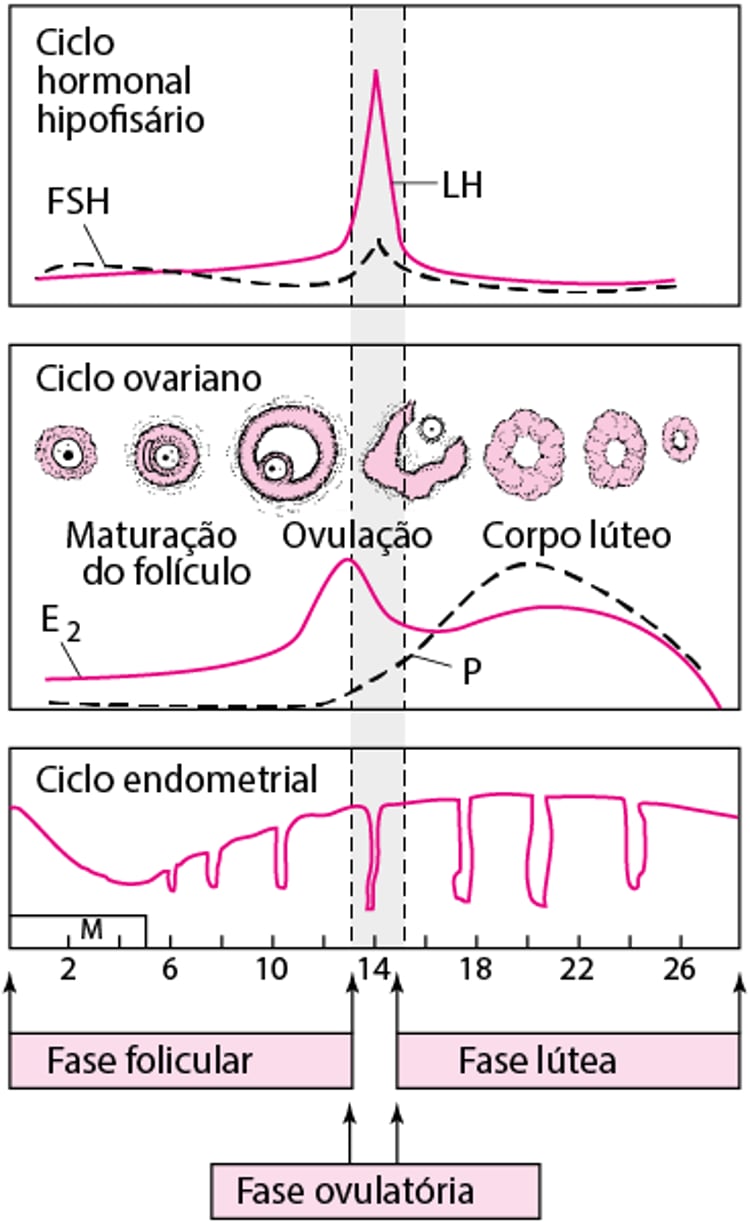 Ciclo menstrual normal