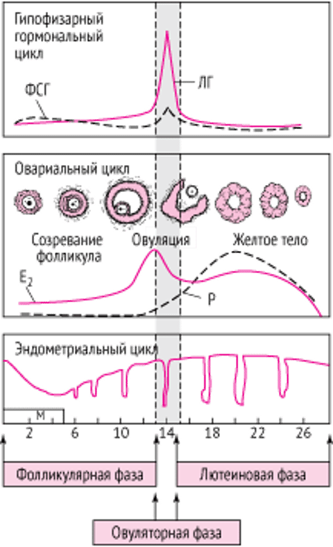 Нормальный менструальный цикл