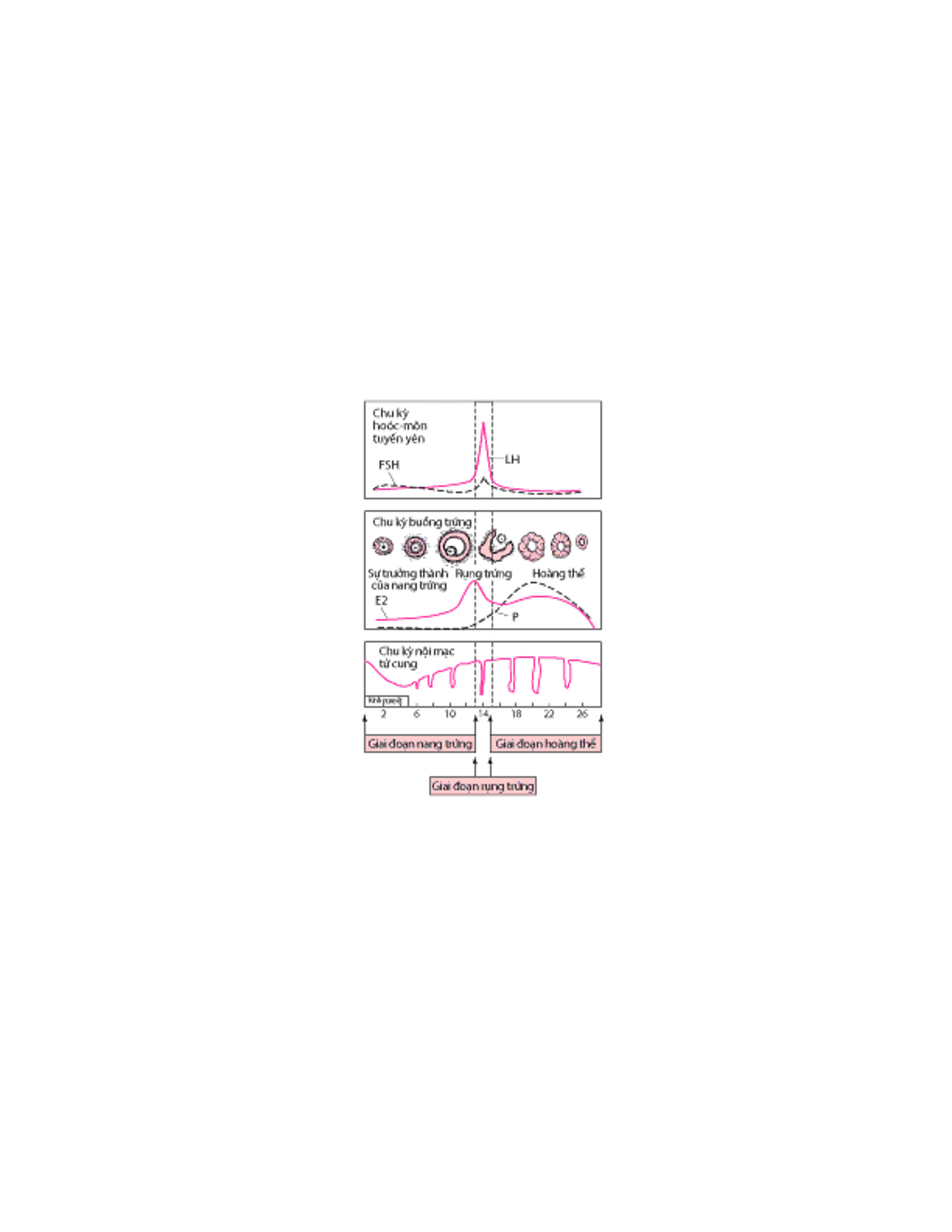 Chu kỳ kinh nguyệt bình thường