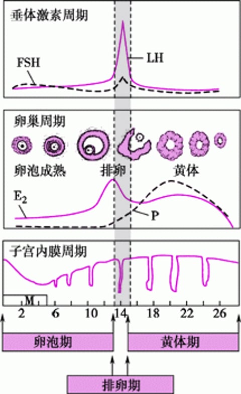 正常月经周期
