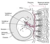 Placenta and Embryo At About 11 4/7 Weeks Gestation
