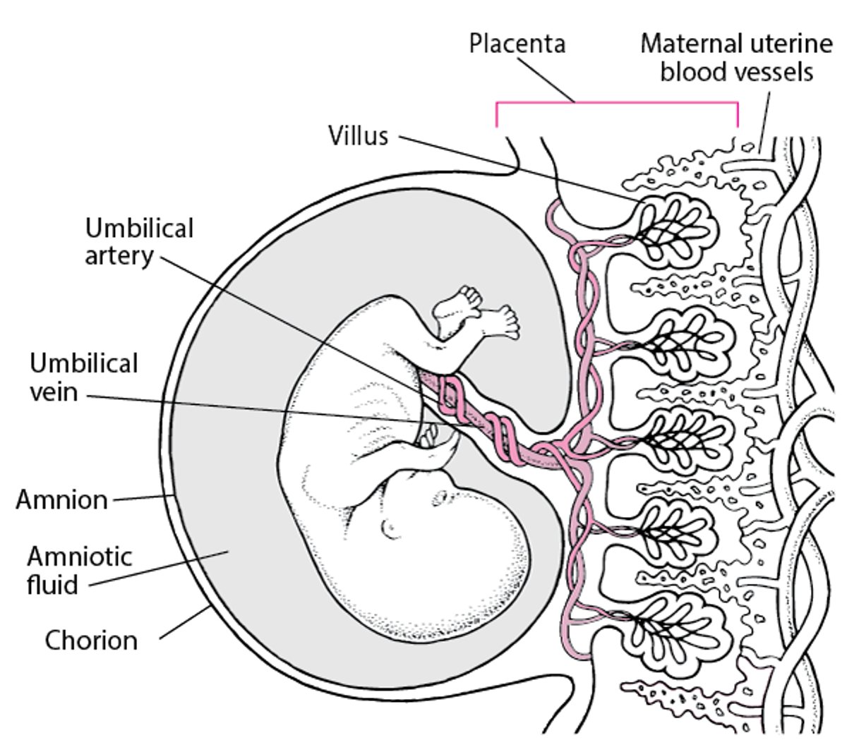 Placenta and Embryo At About 11 4/7 Weeks Gestation