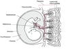 Plazenta und Embryo in der ca. 11 4/7 Schwangerschaftswoche