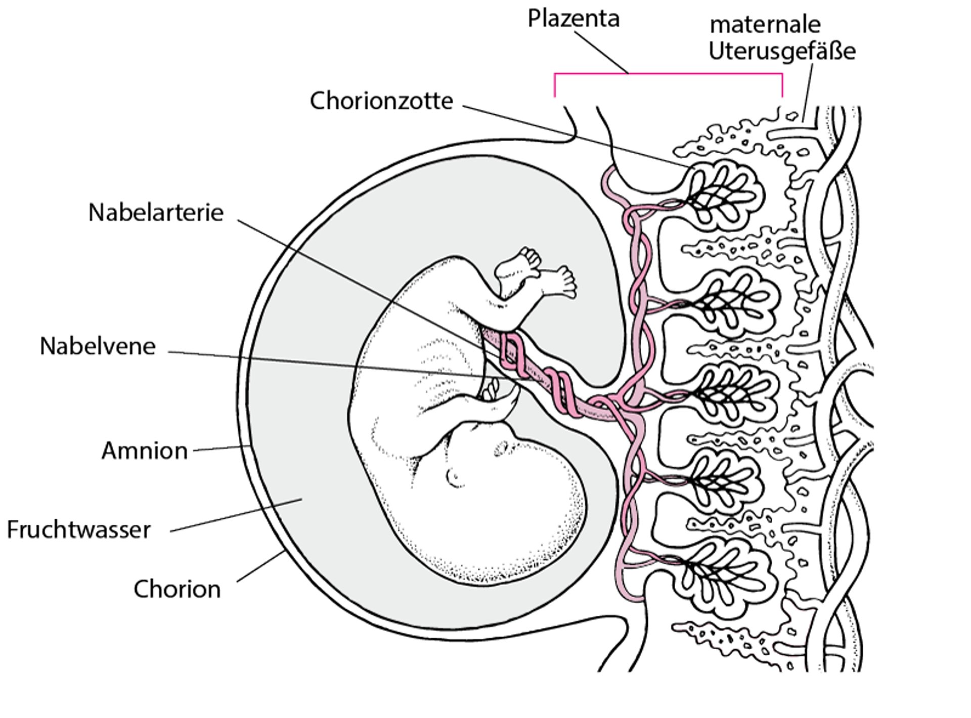 Plazenta und Embryo in der ca. 11 4/7 Schwangerschaftswoche