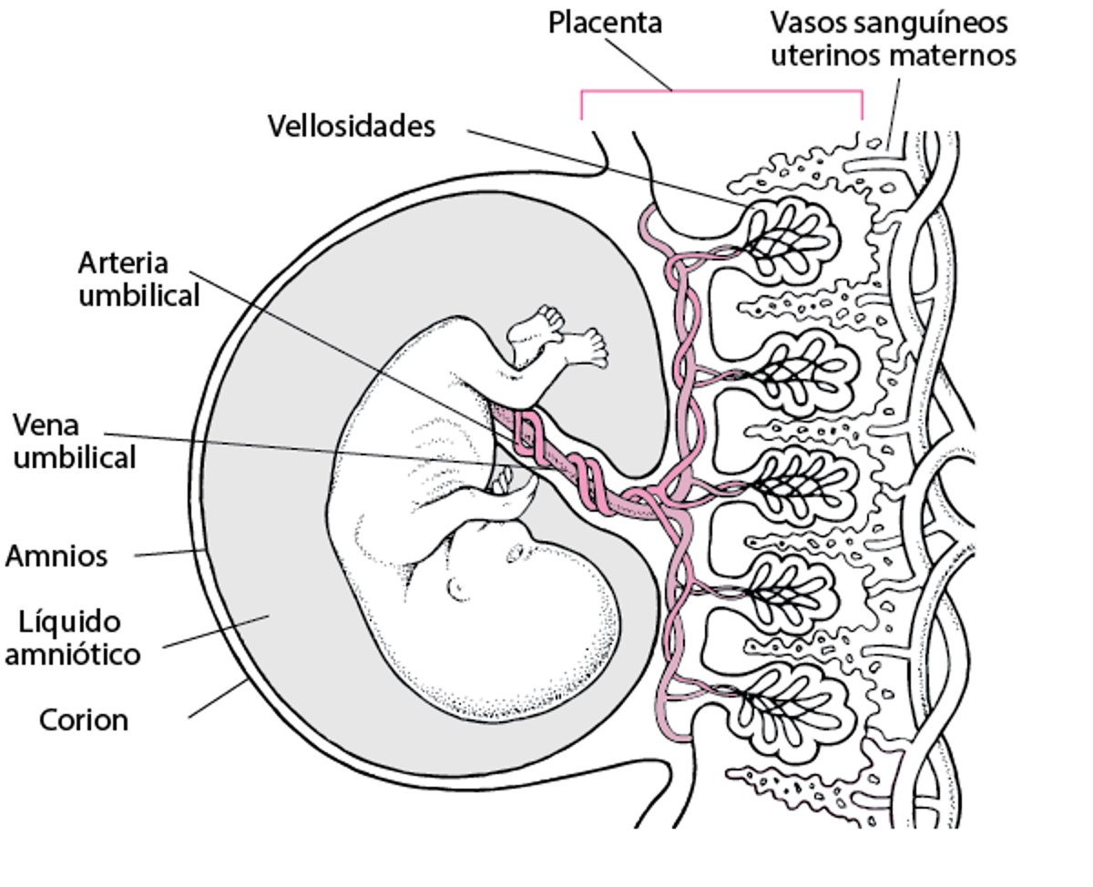 Placenta y embrión alrededor de la semana 11 4/7 semanas de la gestación