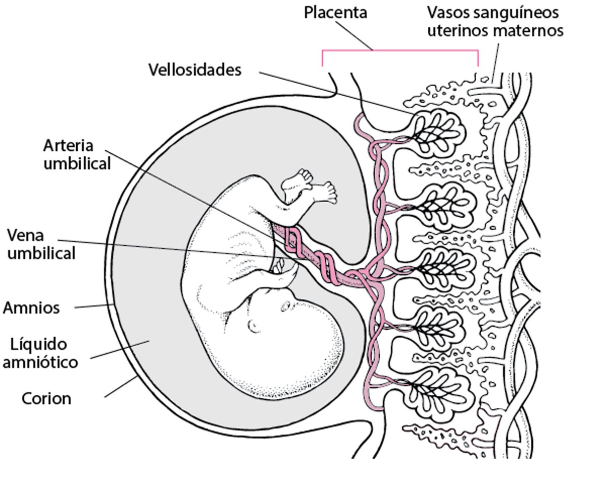 Placenta y embrión alrededor de la semana 11 4⁄7 semanas de la gestación