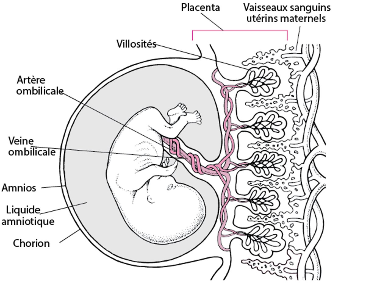 Placenta et embryon à environ 11 4/7 semaines de gestation