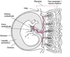 Placenta ed embrione a circa 11 4/7 settimane di gestazione