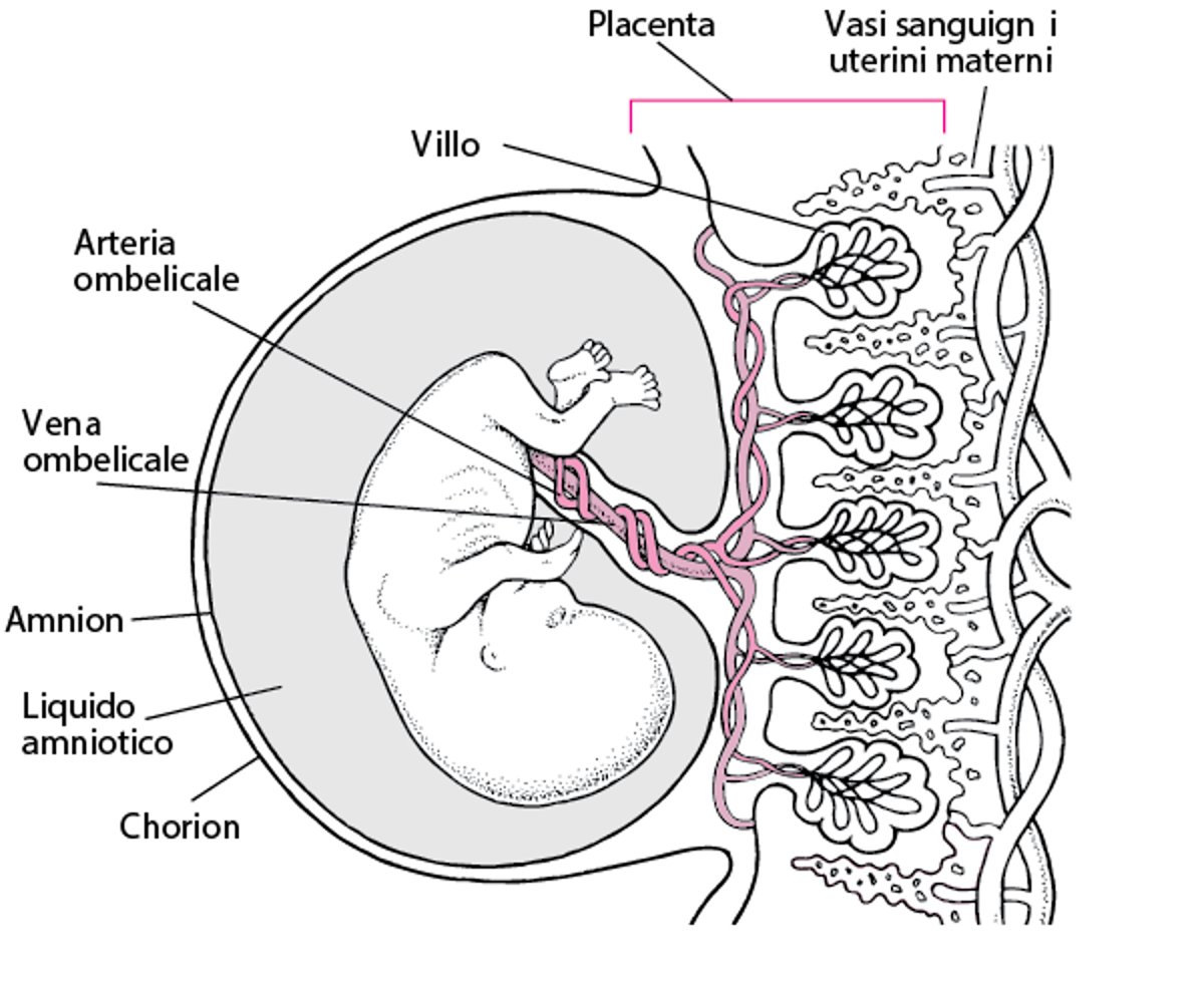 Placenta ed embrione a circa 11 4/7 settimane di gestazione