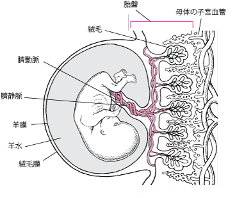 在胎約11週4日の胎盤および胎芽