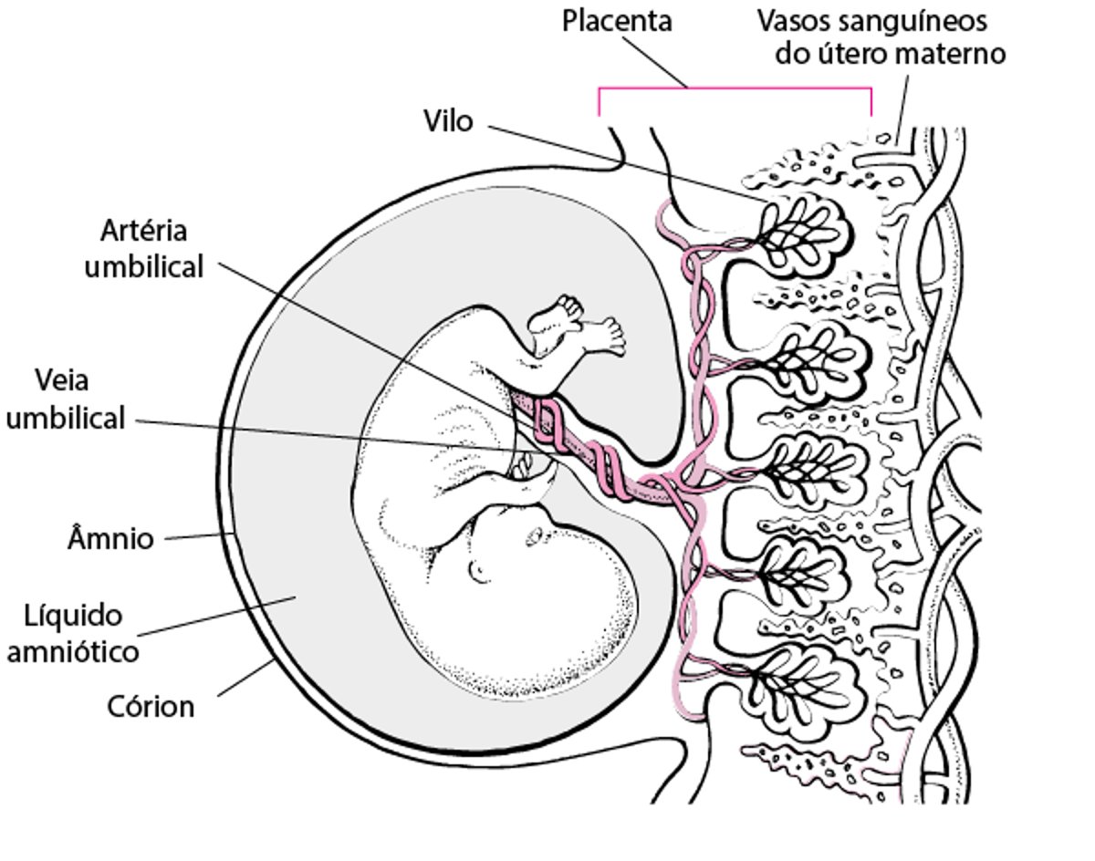 Placenta e embrião com cerca de 11 4/7 semanas de gestação