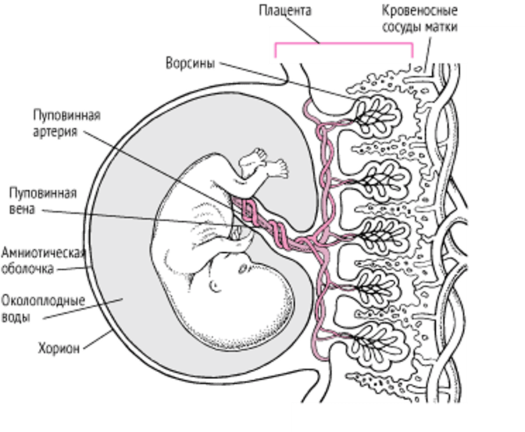 Плацента и эмбрион на сроке около 11 4/7 недель беременности