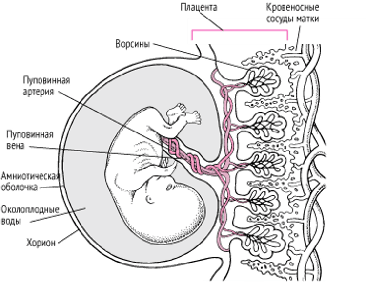 Плацента и эмбрион на сроке 11 4⁄7 недель и 4 дня беременности.
