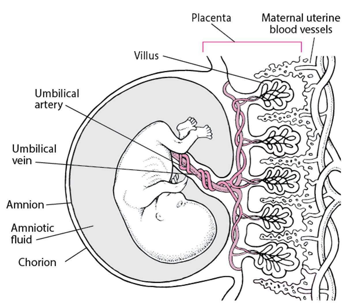 Плацента та ембріон приблизно на 11 4/7 тижні вагітності