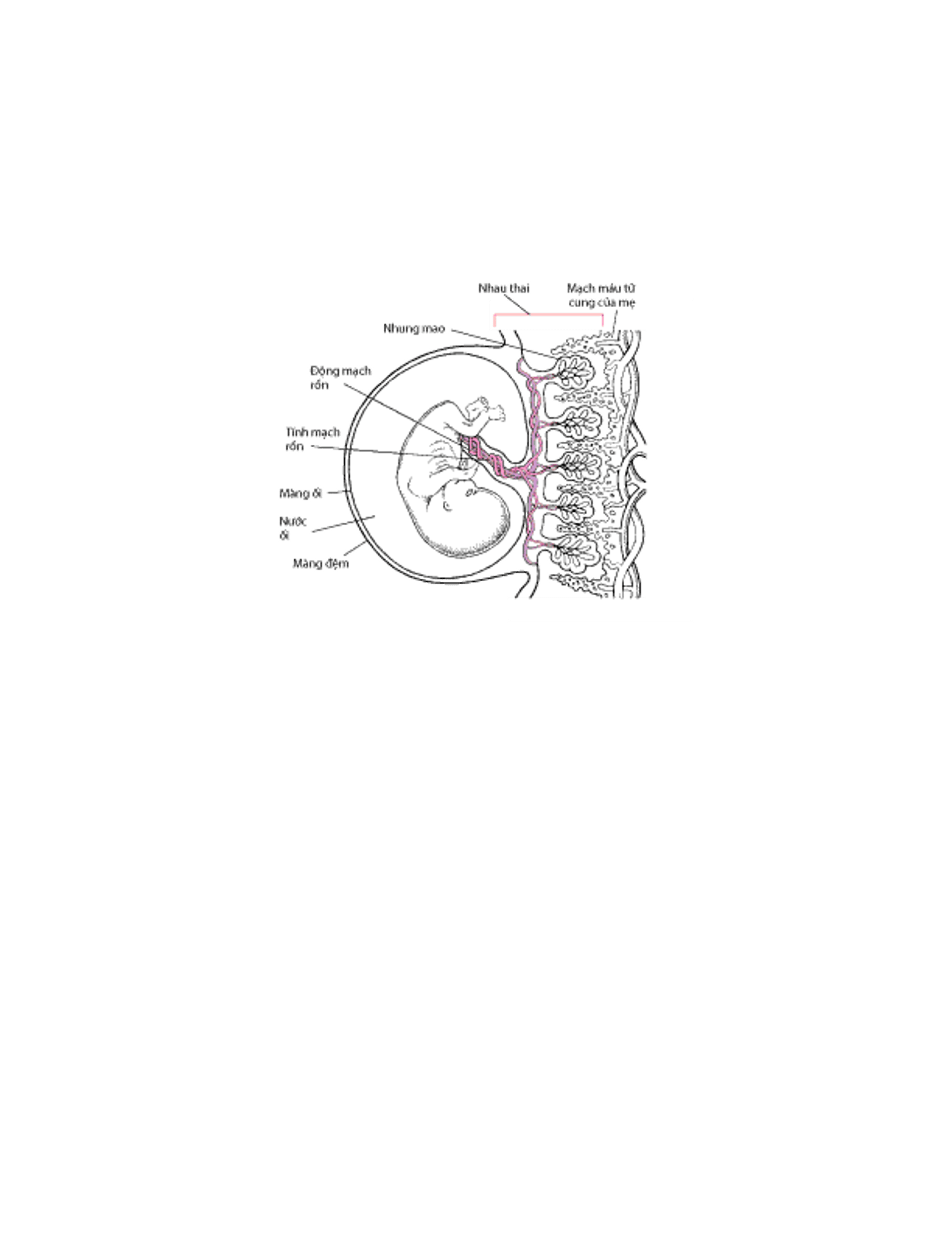 Nhau thai và phôi thai vào khoảng tuần thứ 11 4/7 của thai kỳ
