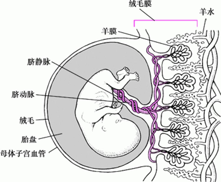 约妊娠11 4⁄7 周的胎盘和胚胎