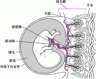 Image:约妊娠11 4⁄7 周的胎盘和胚胎-MSD诊疗手册专业版