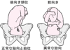 胎児の胎向と胎位