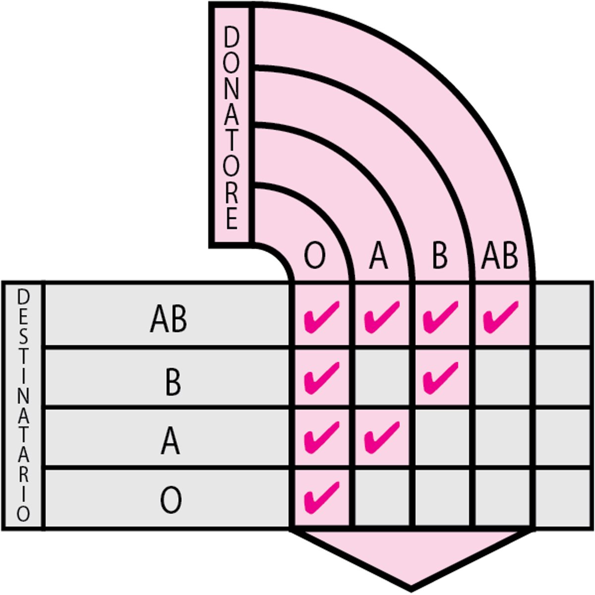 Emogruppi compatibili dei globuli rossi
