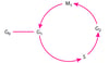 The Cell Cycle