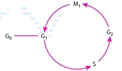 The Cell Cycle