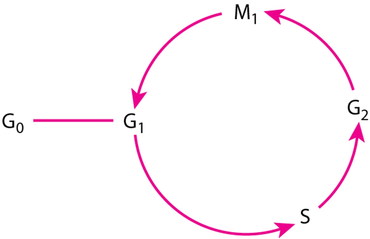 Ciclo celular