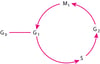 Cycle cellulaire
