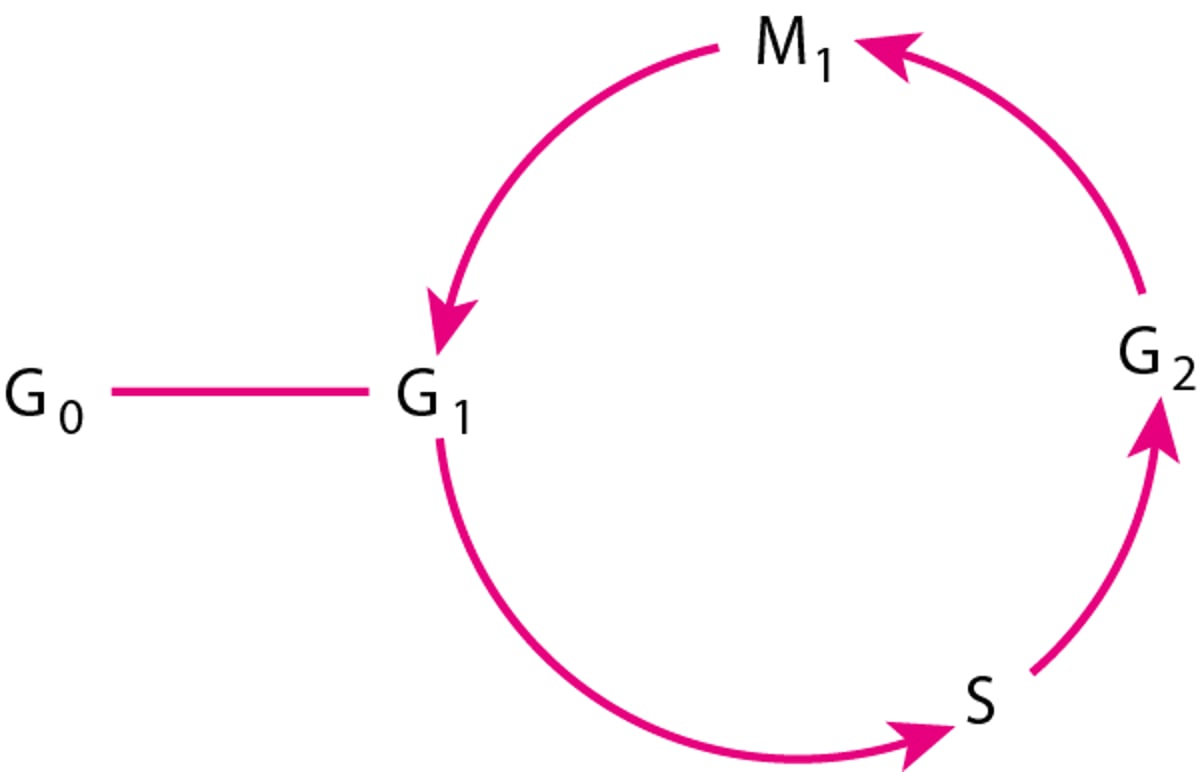 Cycle cellulaire