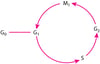 Ciclo cellulare