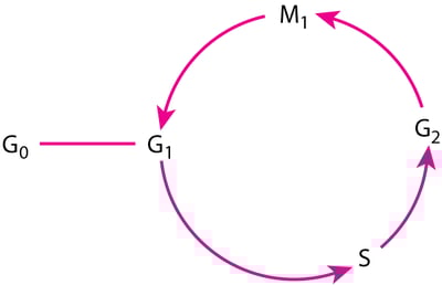 Ciclo cellulare