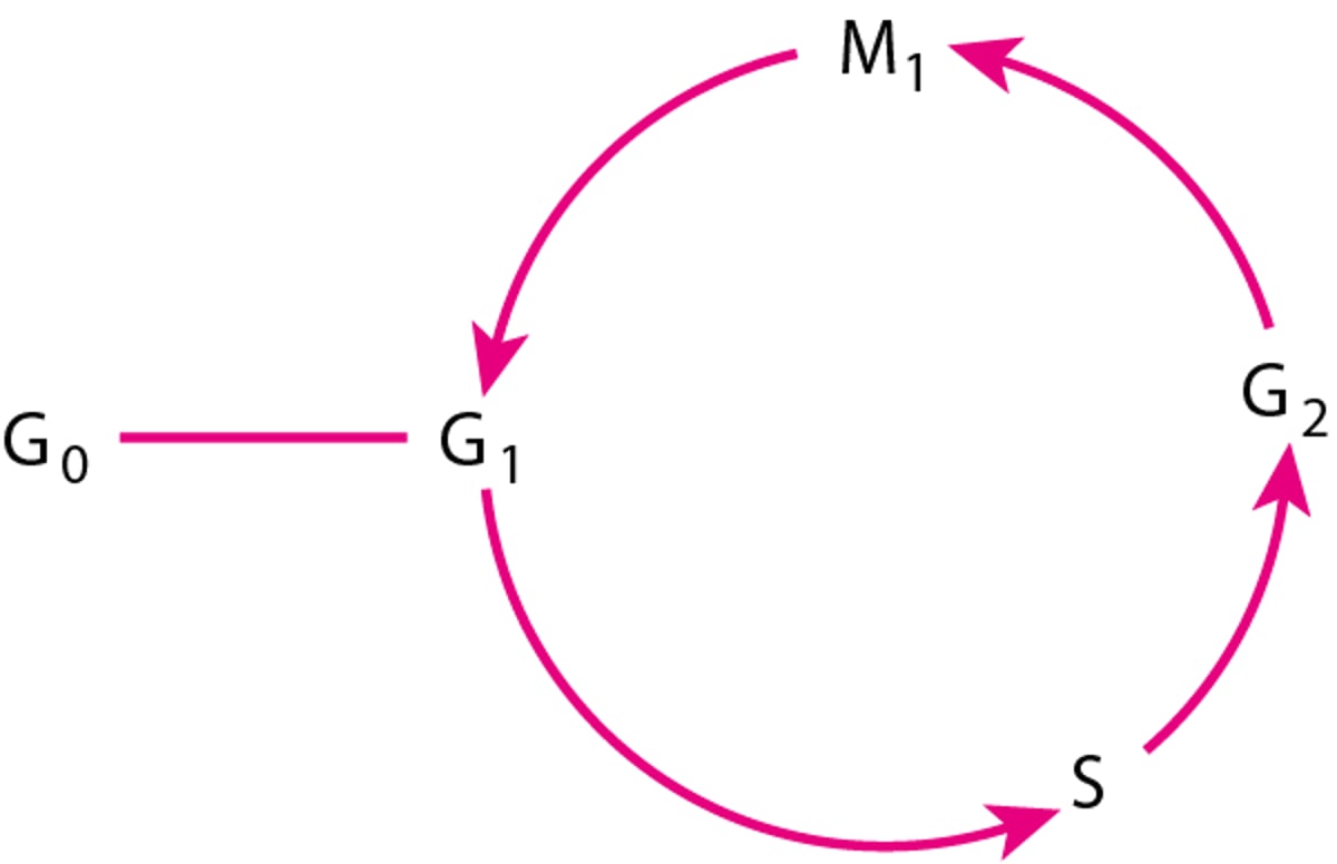 Ciclo celular