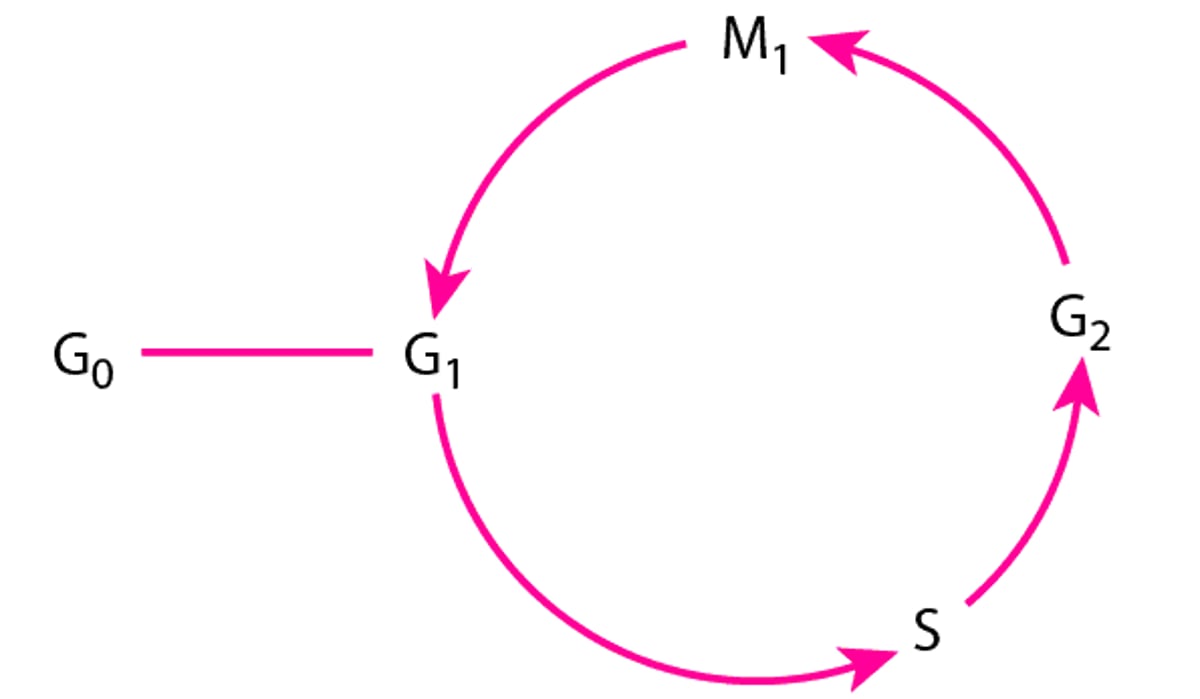 Клітинний цикл
