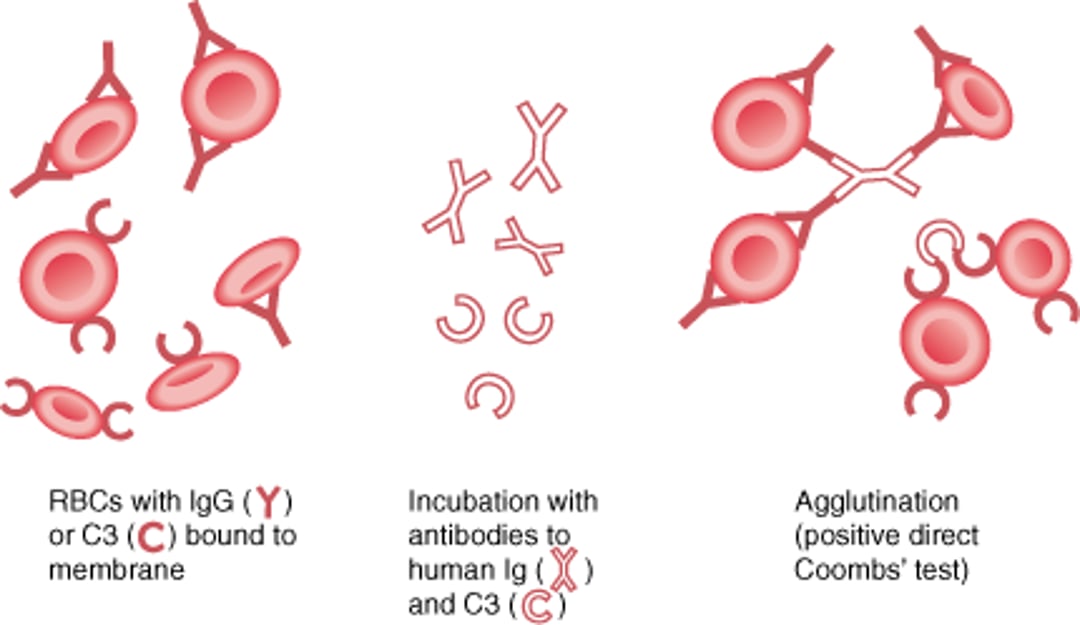 Direct Antiglobulin (Direct Coombs) Test