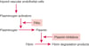Fibrinolytic Pathway