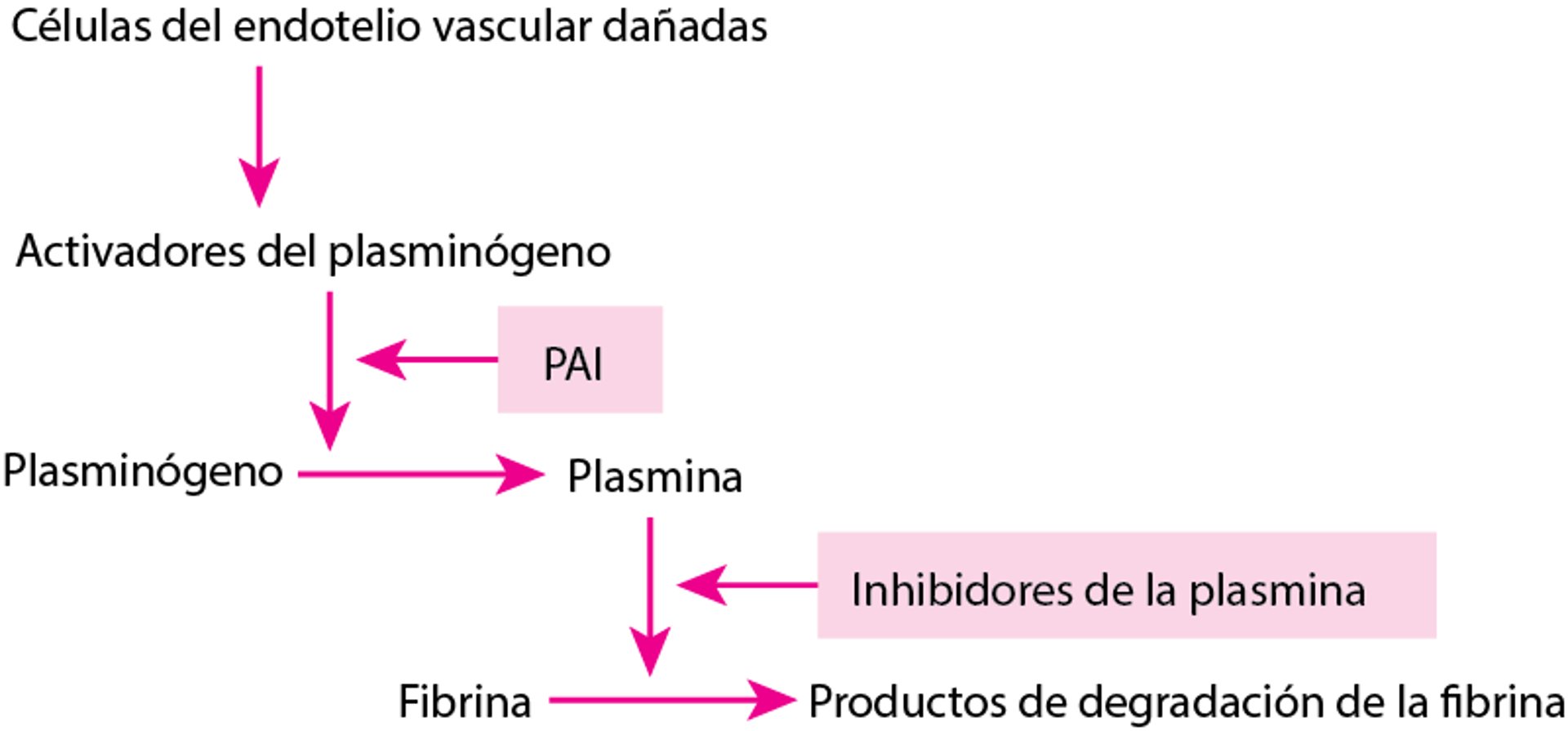 Vía fibrinolítica