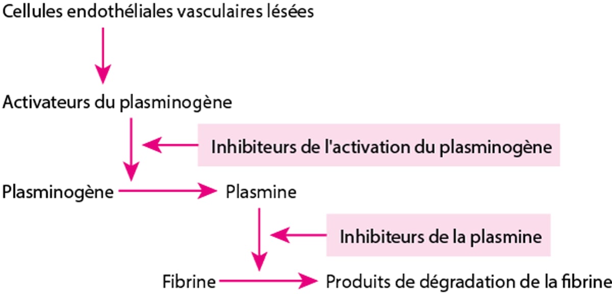 Voie de la fibrinolyse