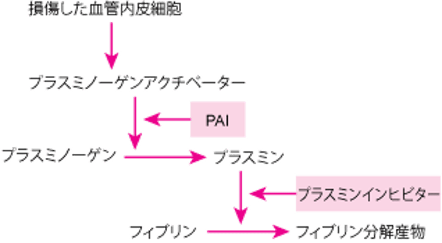 線溶経路